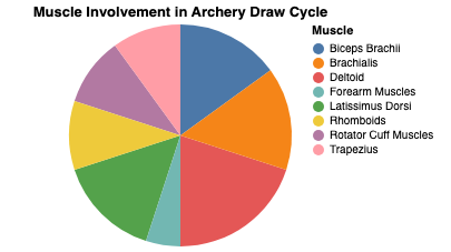 What Muscles Does Archery Work? 